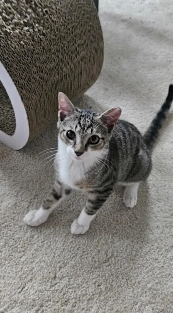 A baby medium-sized male Tabby (Brown / Chocolate) Domestic Short Hair cat named Freedom for adoption in York, PA