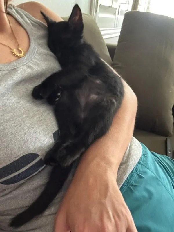 A baby small-sized male Domestic Short Hair cat named Carne for adoption in Bonsall, CA
