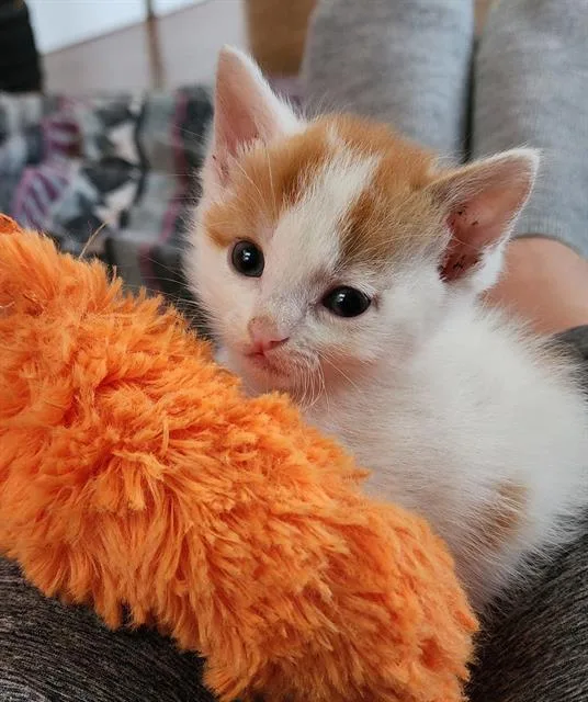 A baby small-sized female Domestic Short Hair cat named Sugar for adoption in Sacramento, CA
