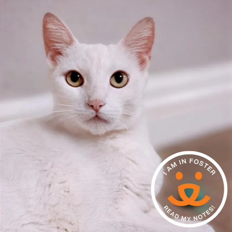 An adult medium-sized female Domestic Short Hair cat named Flip Flop for adoption in Los Angeles, CA