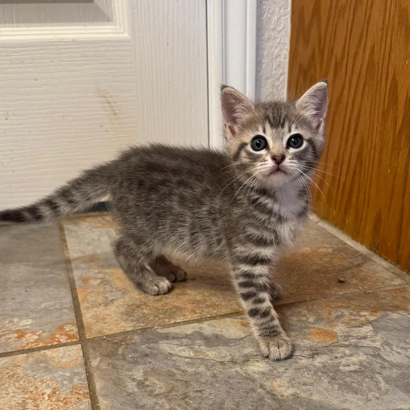A baby small-sized female Gray / Blue / Silver Domestic Short Hair cat named Bristol for adoption in Bulverde, TX