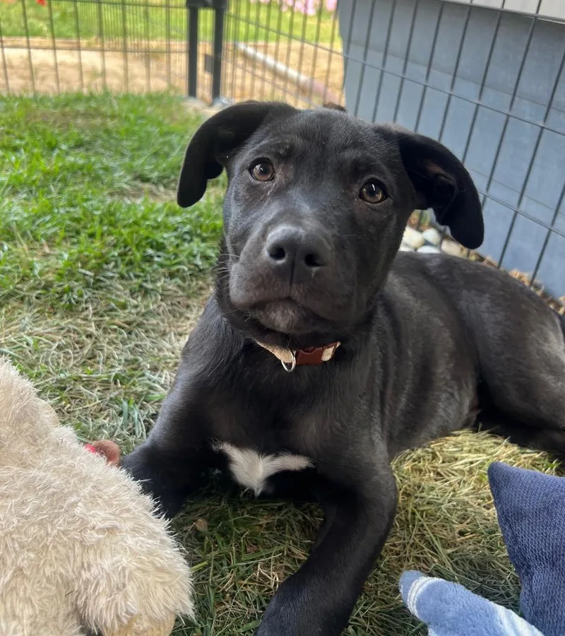 A baby large-sized male Shepherd dog named Goomba for adoption in Lemoore, CA