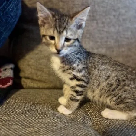 A baby small-sized female Brown / Chocolate Domestic Short Hair cat named Pearl for adoption in Greenwood, MO