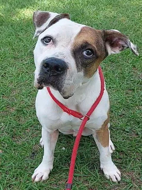 An adult large-sized male American Staffordshire Terrier dog named Droopy for adoption in Fort Lauderdale, FL