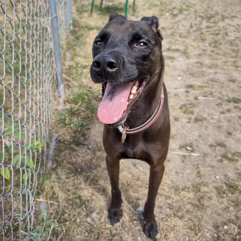 An adult medium-sized male Brown / Chocolate Mixed Breed dog named Murphy for adoption in Middletown, NY