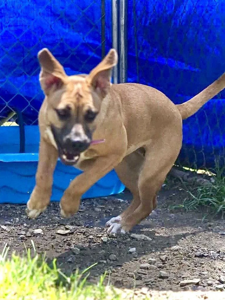 A young medium-sized female Mixed Breed dog named Caramel for adoption in Chatsworth, GA