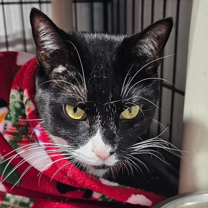 An adult small-sized male Black Domestic Short Hair cat named Ben for adoption in Grinnell, IA