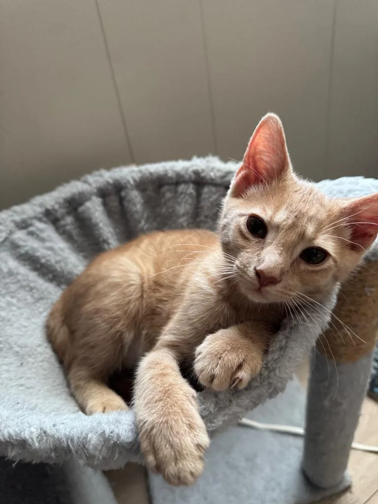 A baby medium-sized male Domestic Short Hair cat named Nugget for adoption in Johnson City, TN