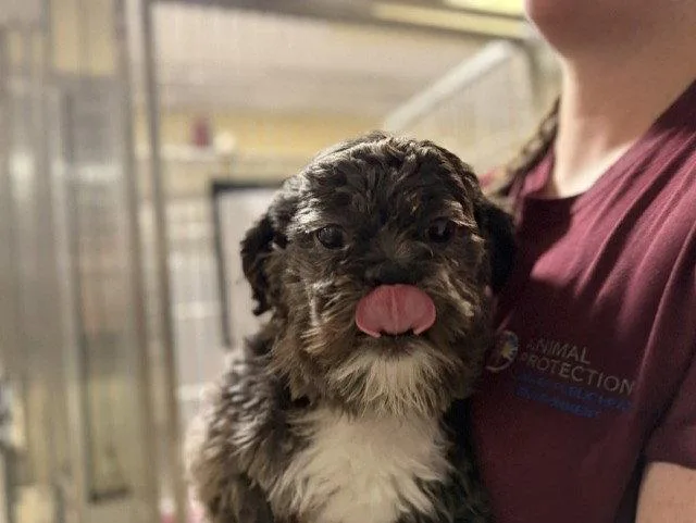 Milo