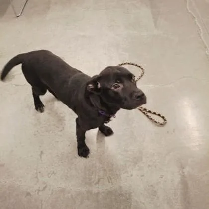 A baby small-sized female Mixed Breed dog named Birdie for adoption in Voorhees, NJ