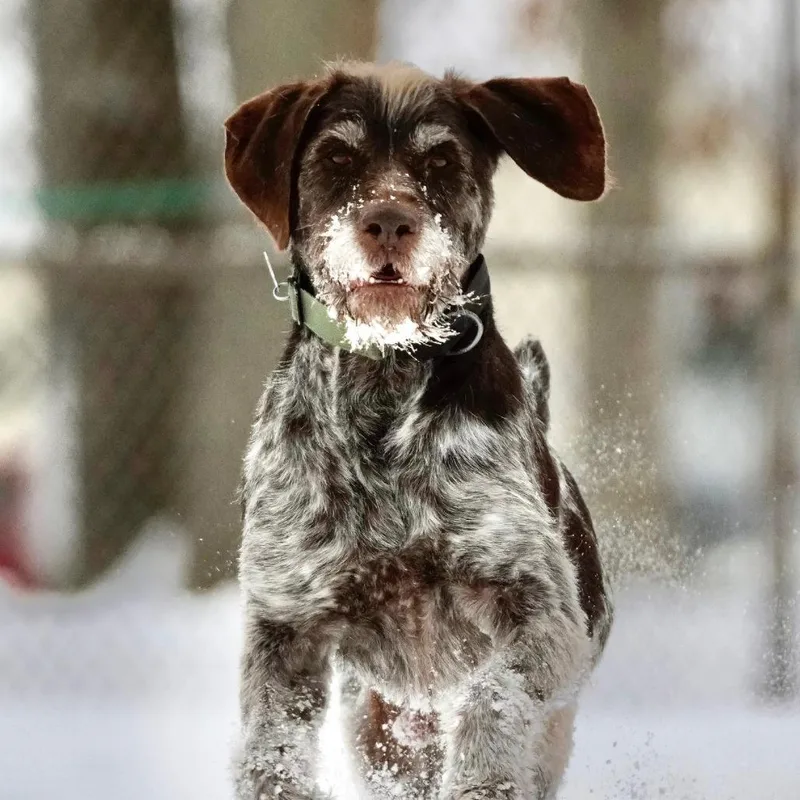 A senior small-sized male Brown / Chocolate German Wirehaired Pointer dog named Hans for adoption in Santa Rosa, CA