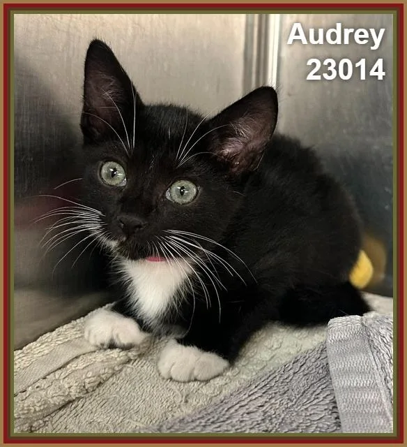 A baby medium-sized female Black & White / Tuxedo Domestic Short Hair cat named Audrey for adoption in Marietta, GA