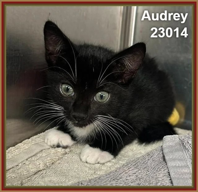 Audrey thumbnail 4