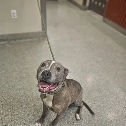 A senior large-sized female Pit Bull Terrier dog named Mable for adoption in Kansas City, MO