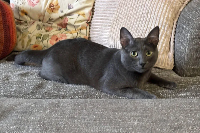 A young medium-sized male Russian Blue cat named Chuck for adoption in Nashville, TN