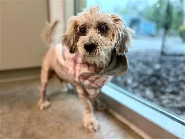 A senior small-sized male Lhasa Apso dog named Buchanan for adoption in Tavares, FL