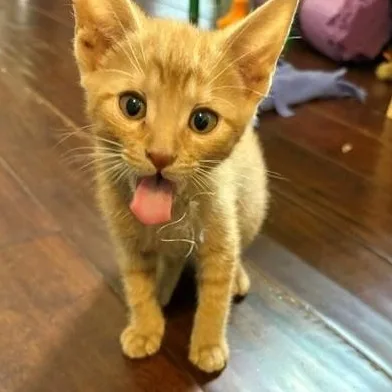 A baby small-sized female Tabby (Orange / Red) Domestic Short Hair cat named Yam Vandeusen for adoption in Morrison, CO