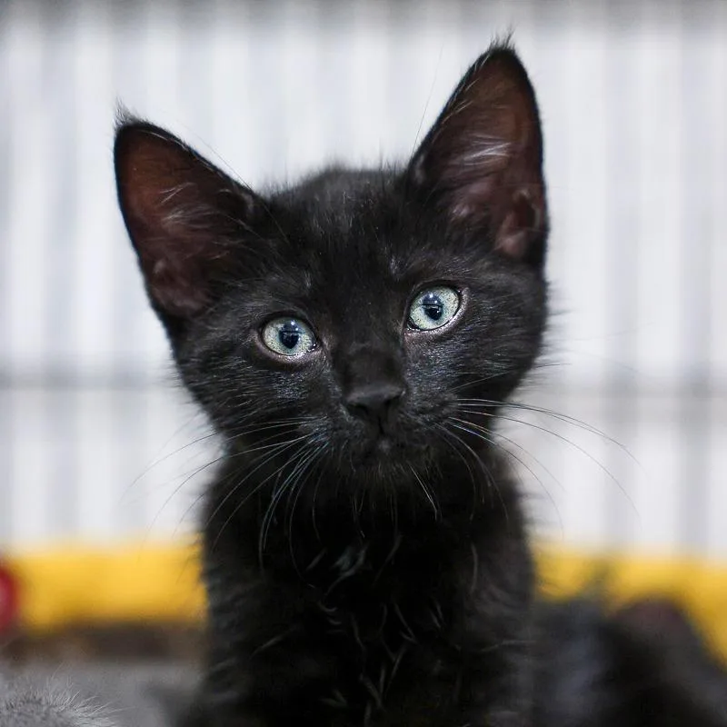 A baby small-sized male Black Domestic Short Hair cat named Gafunkal for adoption in Bradenton, FL