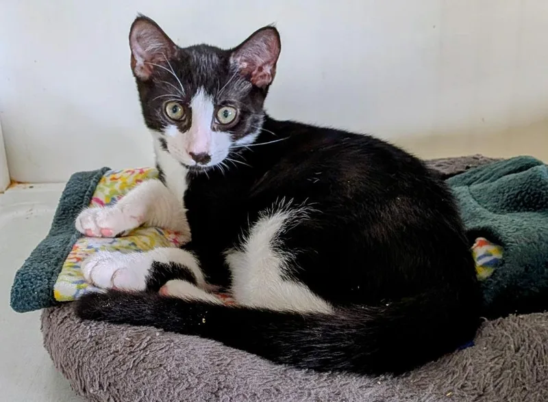 A baby small-sized male Domestic Short Hair cat named Stu for adoption in St. Augustine, FL