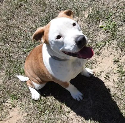 A young large-sized female Golden Bull Terrier dog named Madame Poptart for adoption in Inverness, FL