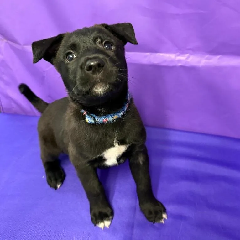 A baby medium-sized male Black Labrador Retriever dog named Bravo for adoption in North Myrtle Beach, SC