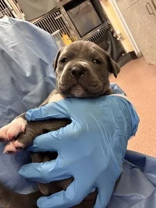 A young small-sized male Pit Bull Terrier dog named Valentino for adoption in Seattle, WA
