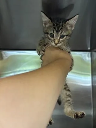 A baby small-sized female Domestic Short Hair cat named DeWalt for adoption in Independence, MO