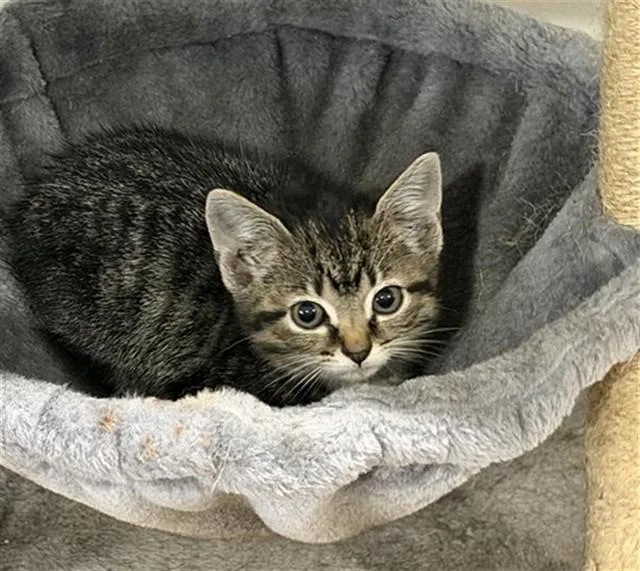 A baby small-sized female Domestic Short Hair cat named Brie for adoption in Statesville, NC