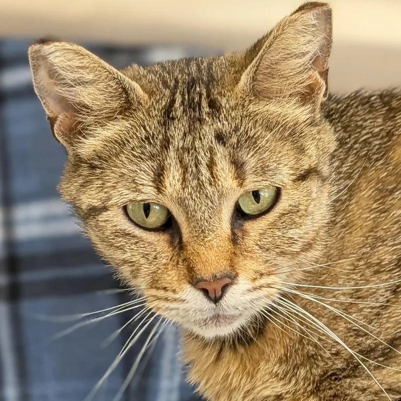 An adult medium-sized female Tabby (Brown / Chocolate) Domestic Short Hair cat named Millie  Reduced Fee for adoption in Jefferson, WI