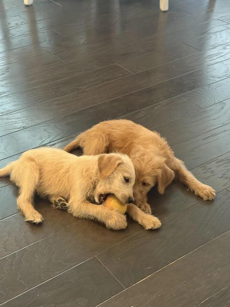 A baby large-sized female Apricot / Beige Goldendoodle dog named Dorito And Frito for adoption in Garland, TX
