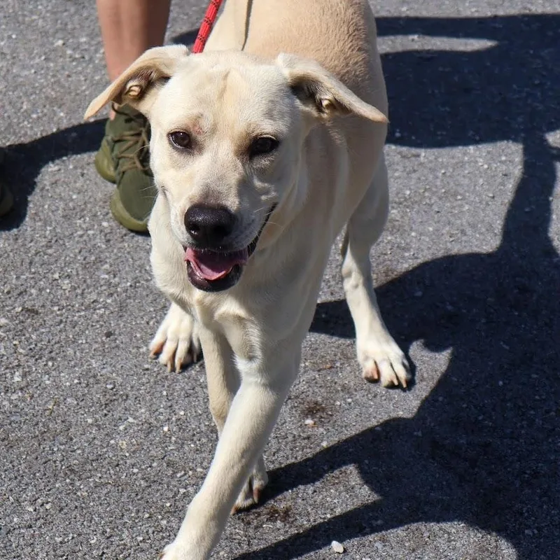 A young medium-sized male Labrador Retriever dog named Ford for adoption in Hollister, MO