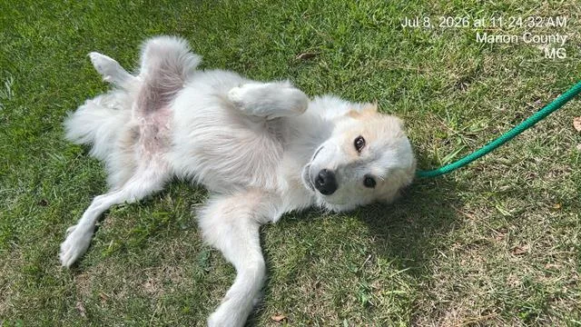 A young large-sized male Great Pyrenees dog named Marley for adoption in Ocala, FL