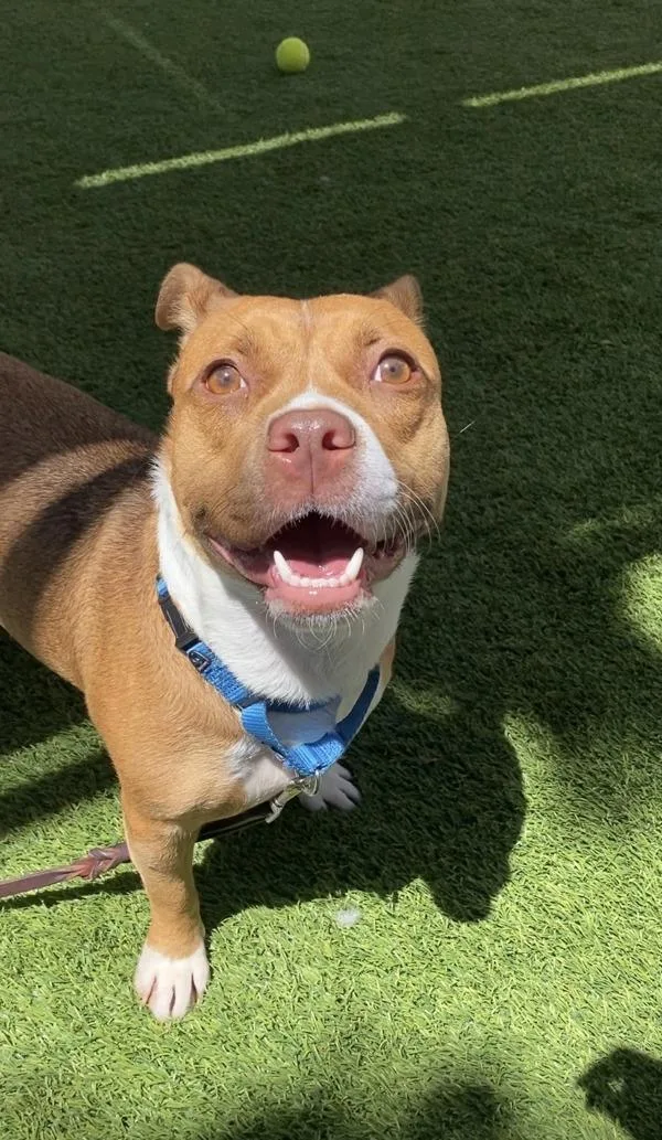 An adult medium-sized female Pit Bull Terrier dog named Missie for adoption in San Diego, CA