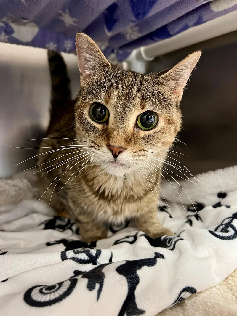 A senior small-sized female Tabby (Brown / Chocolate) Domestic Short Hair cat named Abby for adoption in Frederick, MD