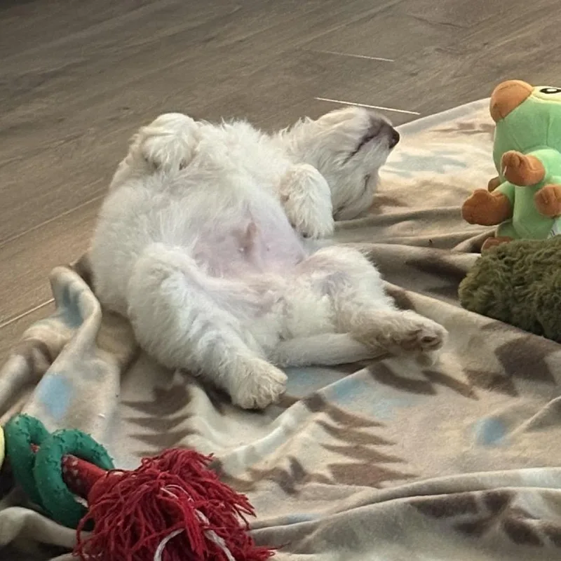 The Buried Biscuits thumbnail 3