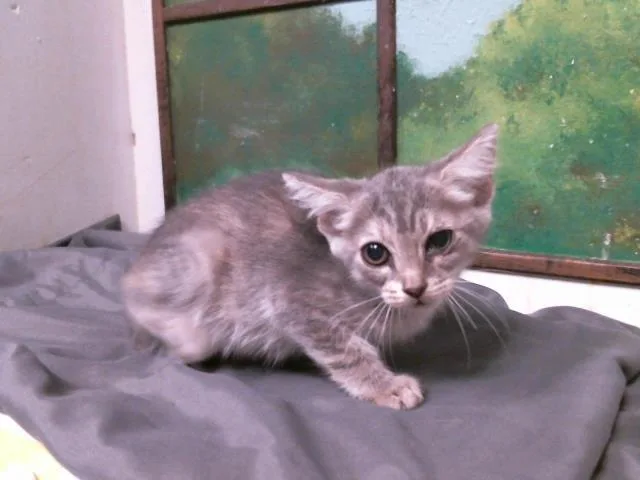 A baby small-sized female Domestic Short Hair cat named Bonnie for adoption in Houston, TX