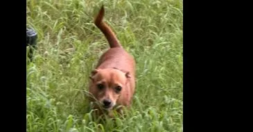 An adult small-sized female Brown / Chocolate Chihuahua dog named Cupcake for adoption in Dallas, TX