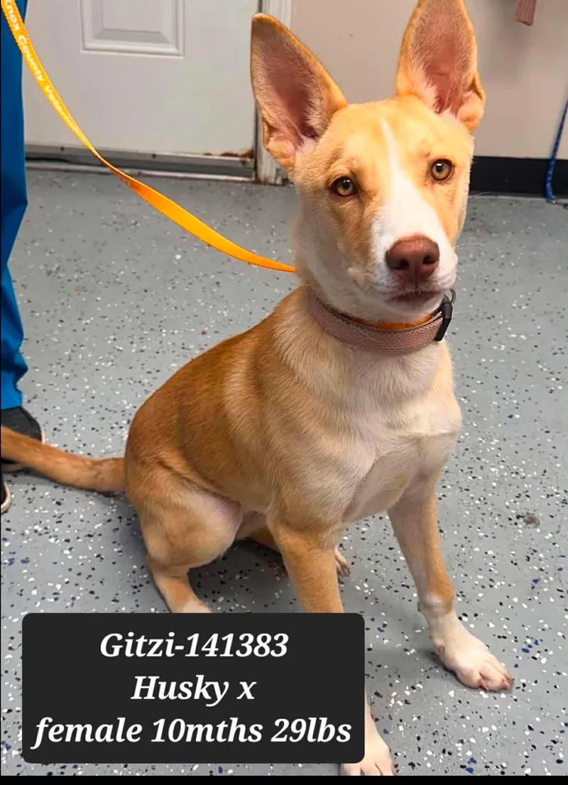 Gitzi