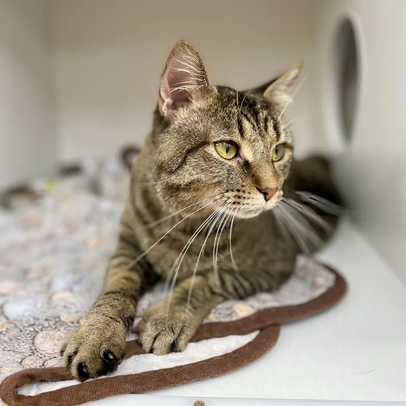 An adult large-sized male Domestic Short Hair cat named Melo for adoption in Champaign, IL