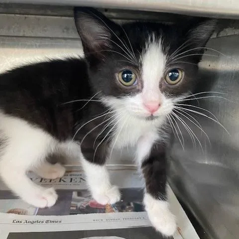 A baby small-sized female Black Domestic Short Hair cat named Velma for adoption in Hawthorne, CA