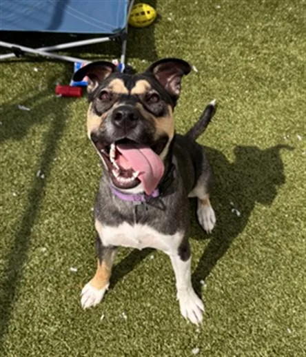 A young large-sized female Pit Bull Terrier dog named Popsicle for adoption in Toledo, OH