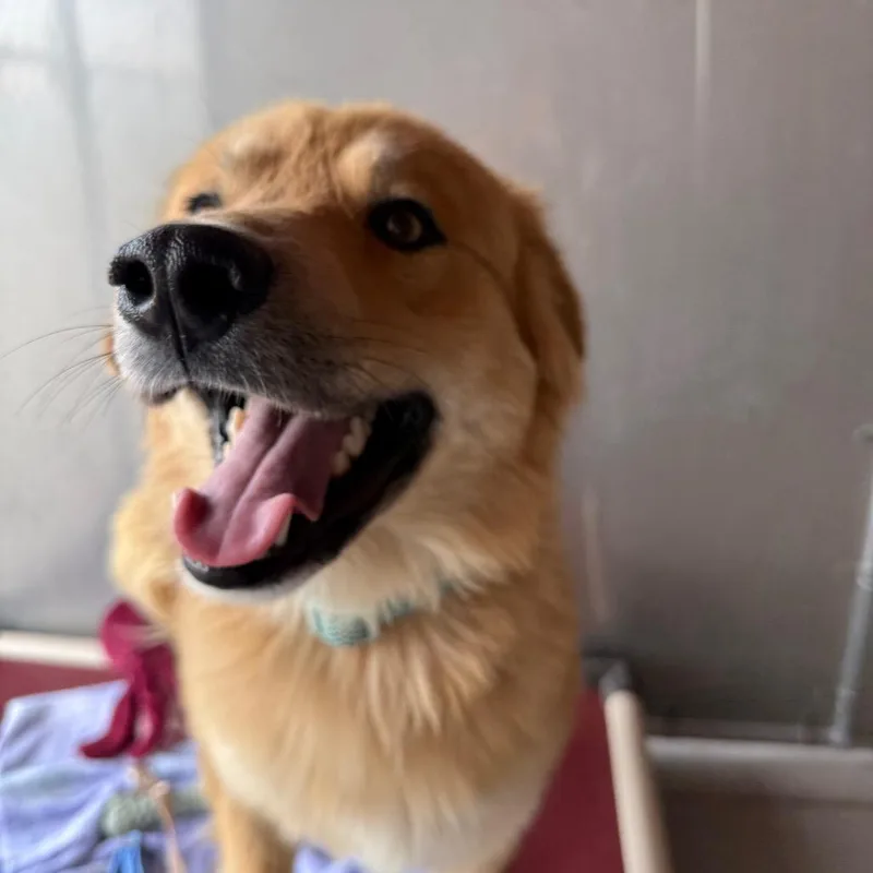Floof Daddy thumbnail 3