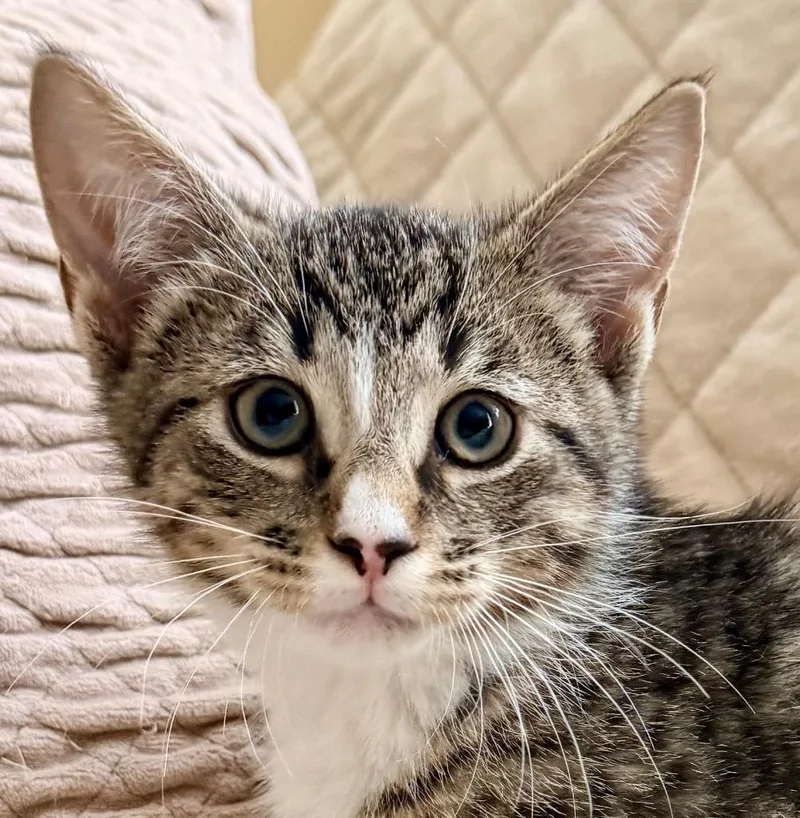 A baby medium-sized male Domestic Short Hair cat named Briscoe + Curtis for adoption in New York, NY
