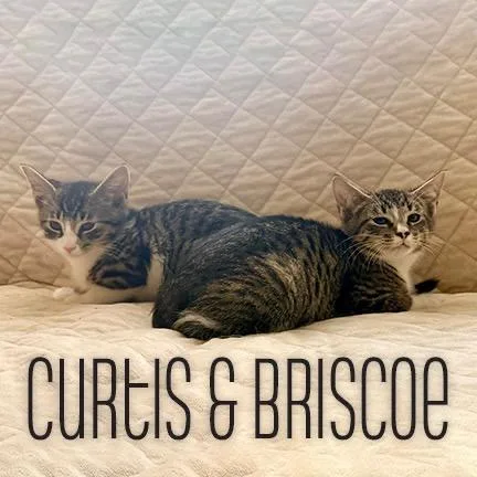 Briscoe + Curtis thumbnail 2