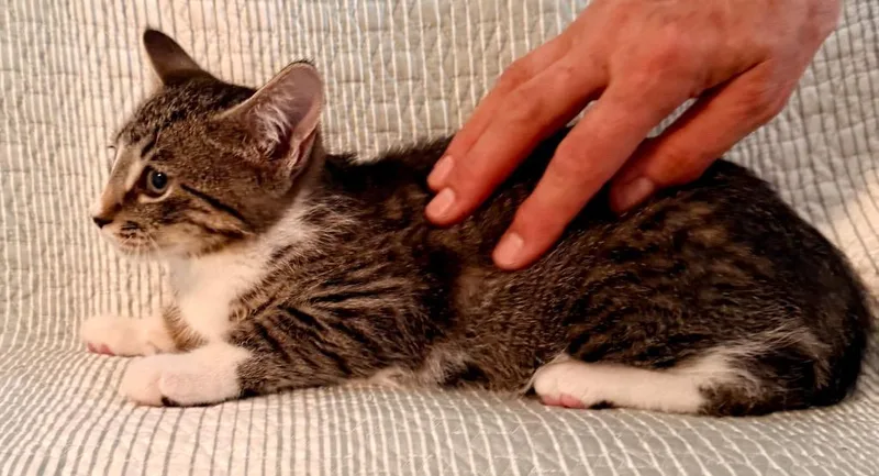 Briscoe + Curtis thumbnail 4