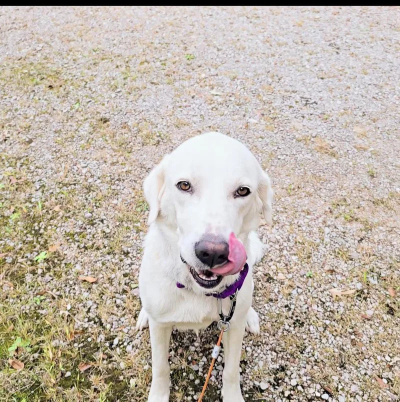 Harriett thumbnail 4