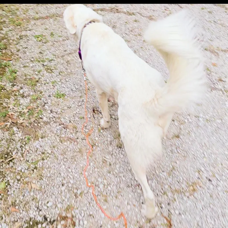 Harriett thumbnail 5