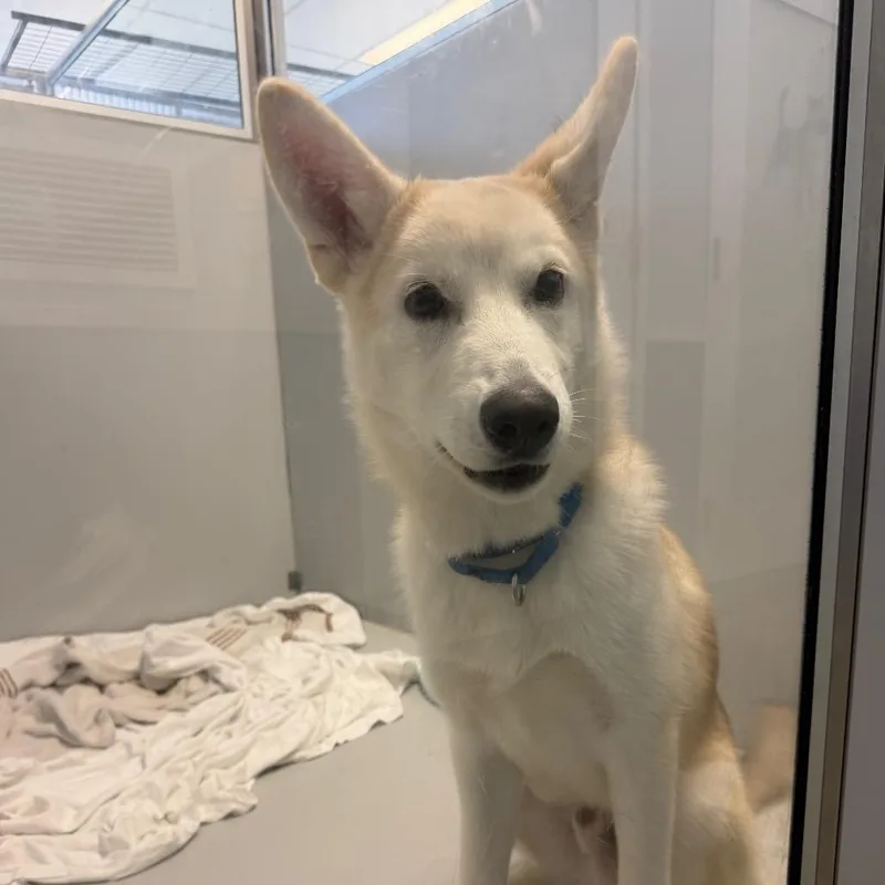 A young medium-sized male White / Cream Husky dog named Billy for adoption in Palm Springs, CA