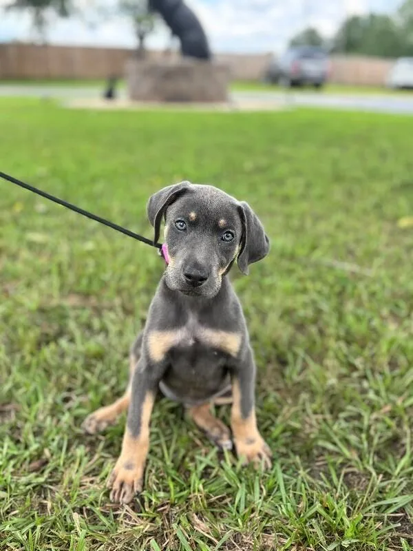 A baby small-sized female Gray / Blue / Silver Labrador Retriever dog named Iris for adoption in Aiken, SC