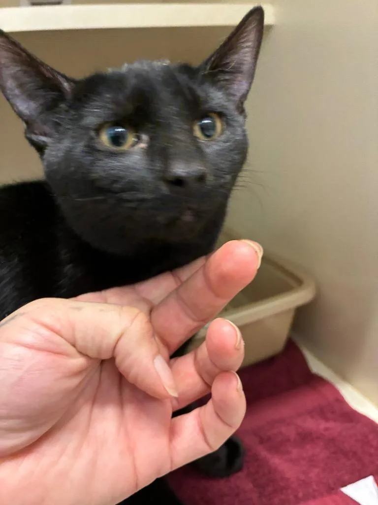A baby medium-sized female Domestic Short Hair cat named Salem for adoption in Bloomington, IN